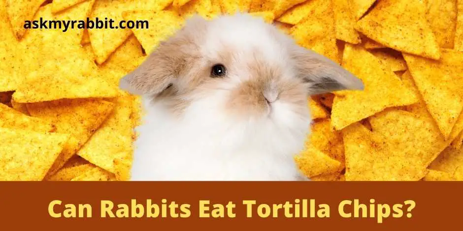 can bunnies eat tortillas
