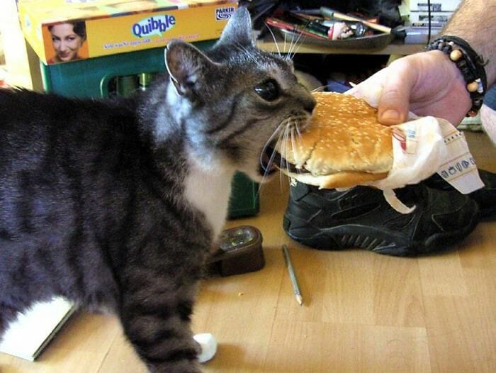 can cats eat burger
