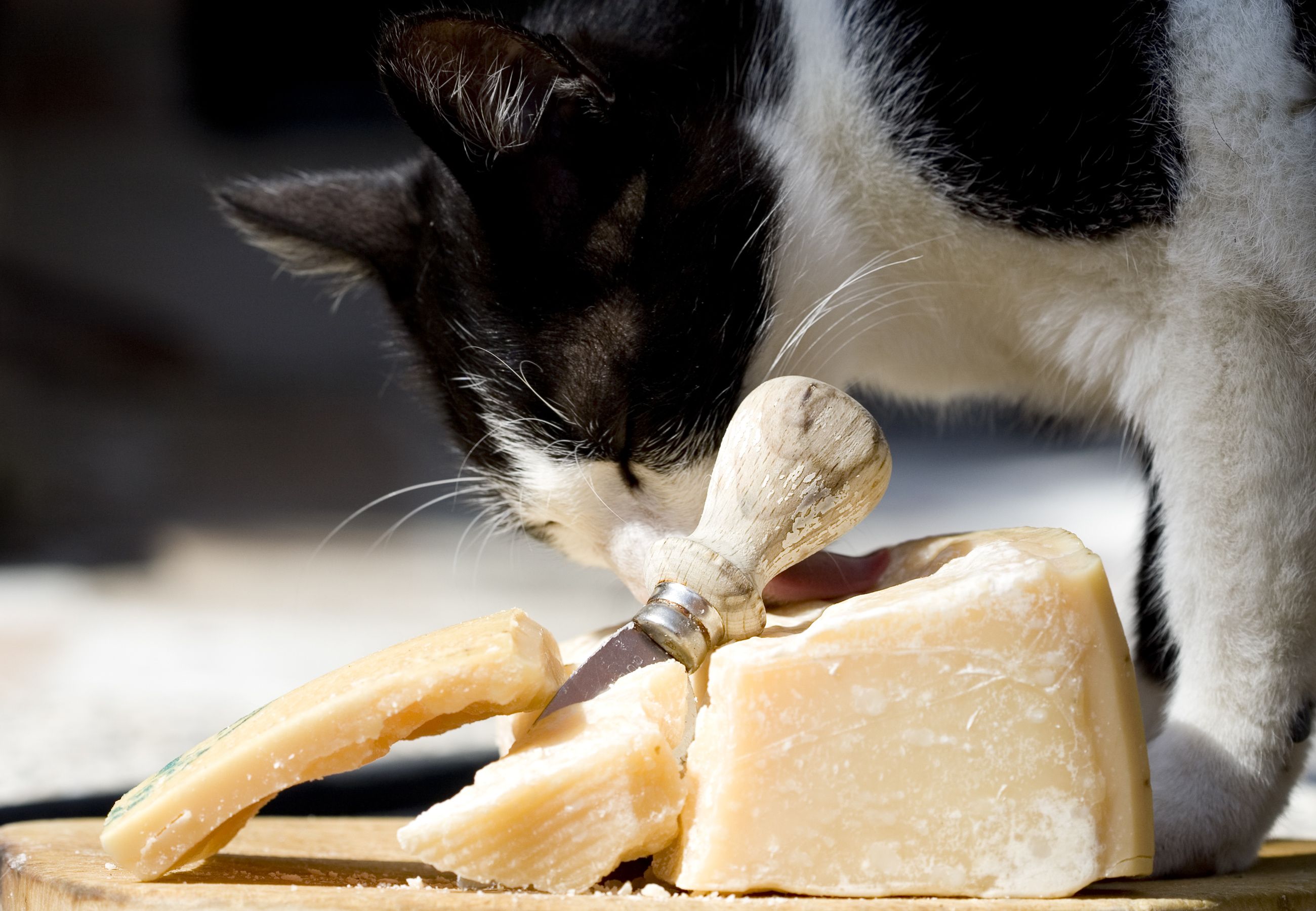 can cats eat cheese pizza
