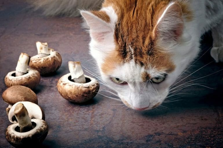 can cats eat mushrooms from pizza
