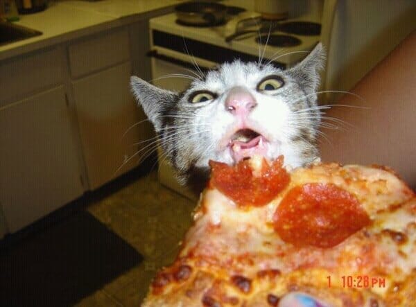 can cats eat pepperoni pizza
