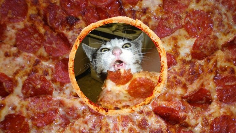 can cats eat pizza rolls
