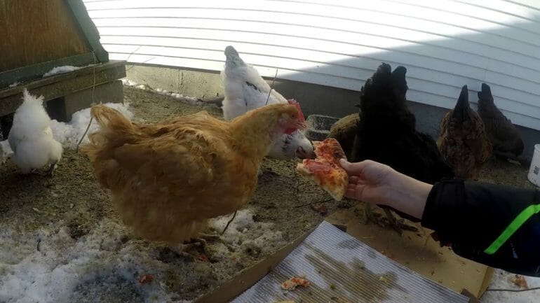 can chickens eat pizza
