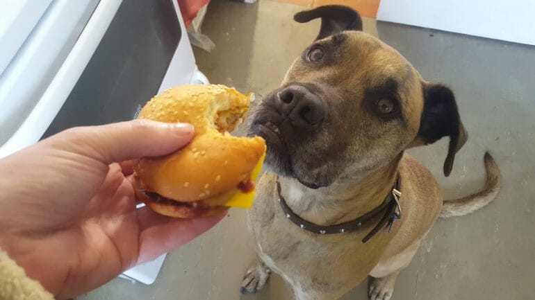 can dogs eat burger patties
