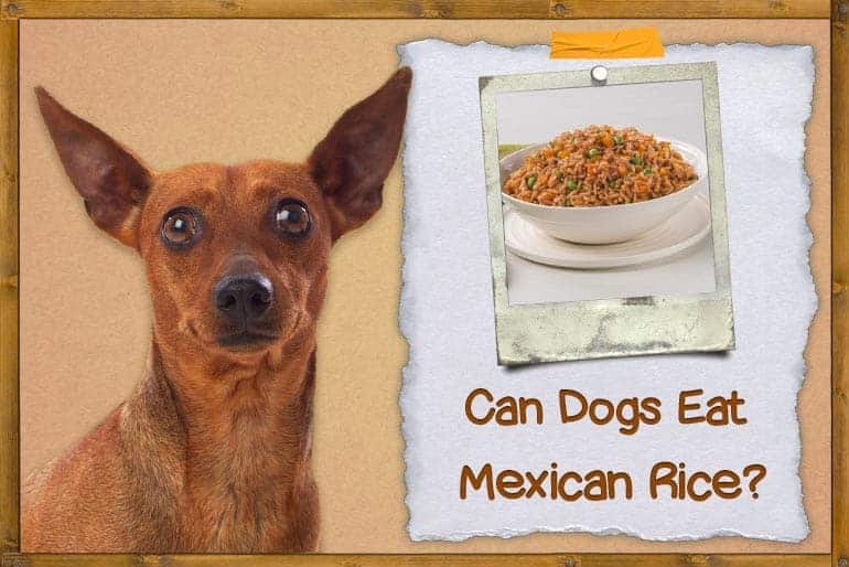 can dogs eat mexican rice
