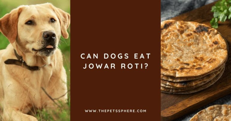 can dogs eat roti
