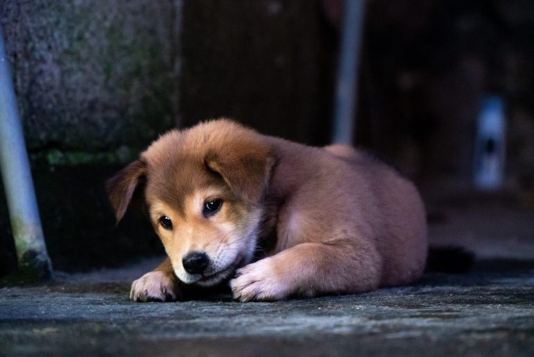 can dogs eat sticky rice

