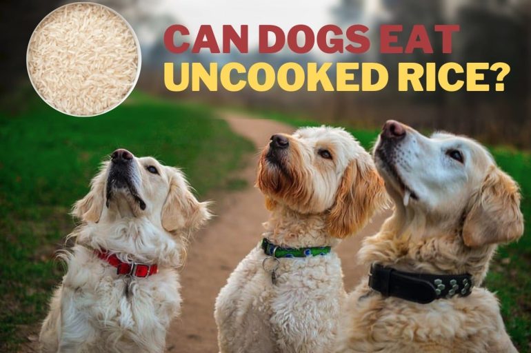 can dogs eat uncooked rice
