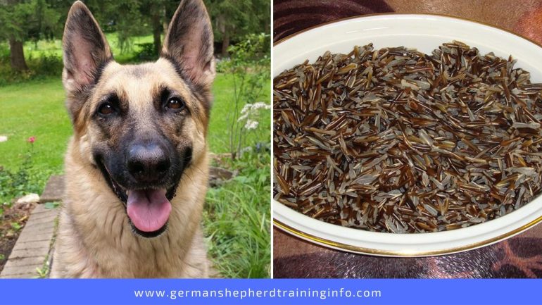 can dogs eat wild rice
