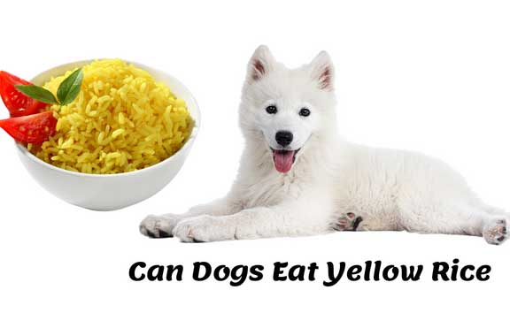 can dogs have yellow rice
