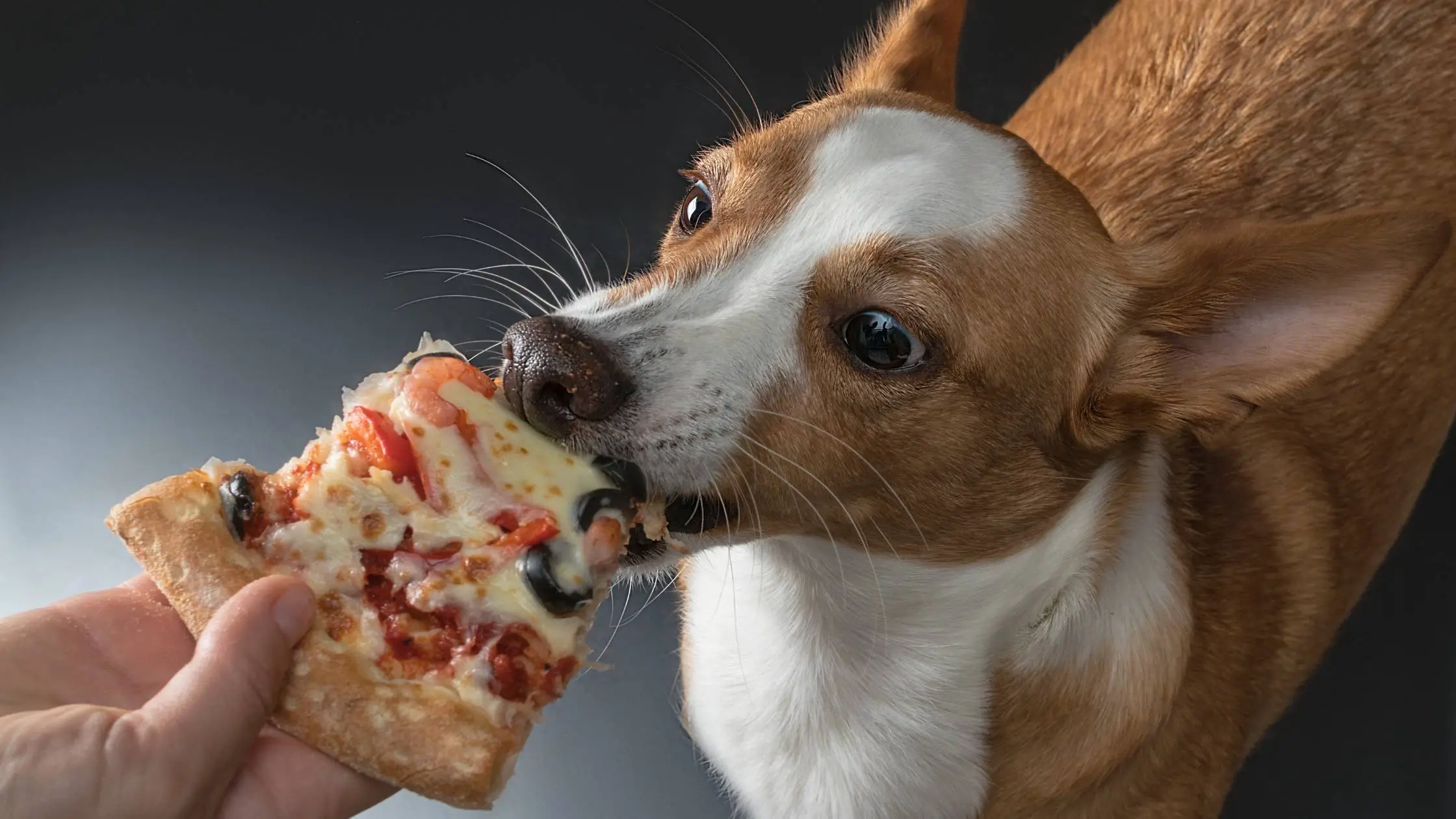 can pizza rolls kill dogs
