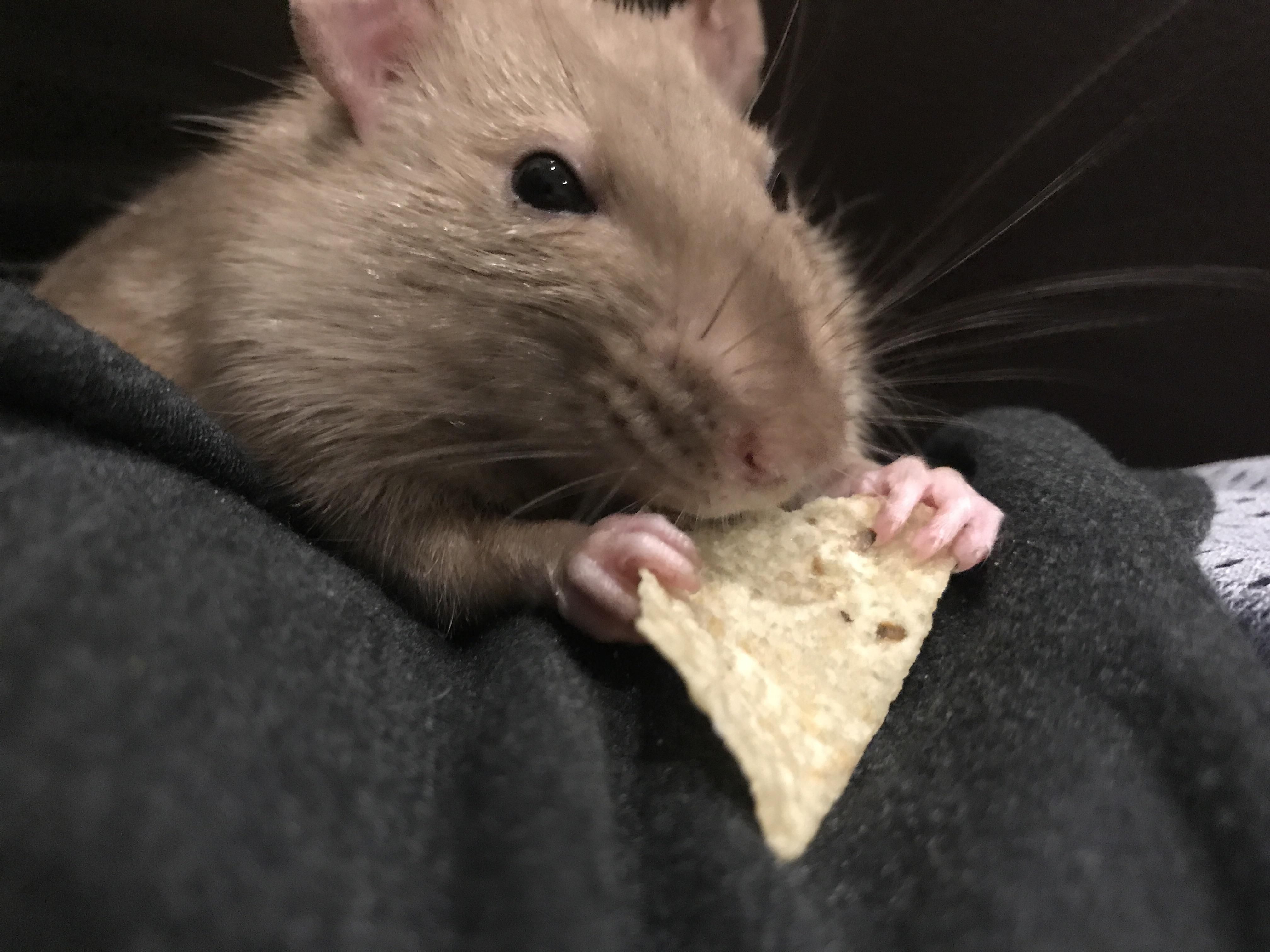 can rats have tortilla chips
